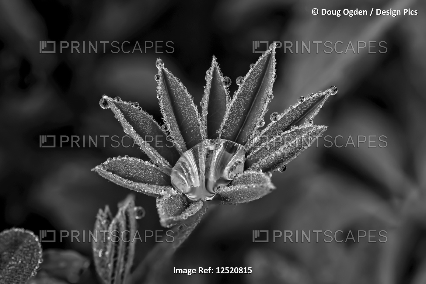 Lupine leaves with dew drops in black and white; United States of America