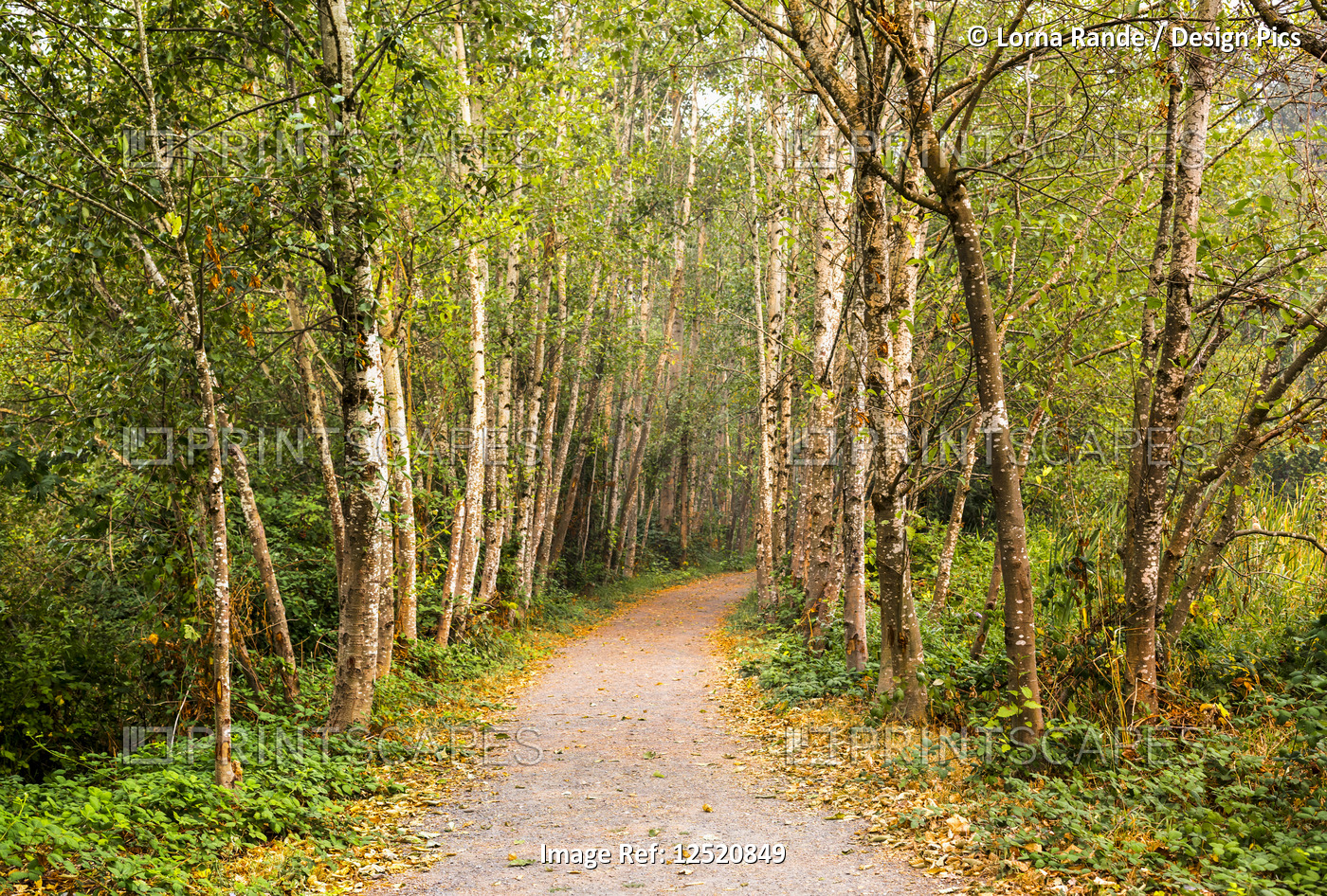 A path through a forest of alder trees; Yarrow, British Columbia, Canada
