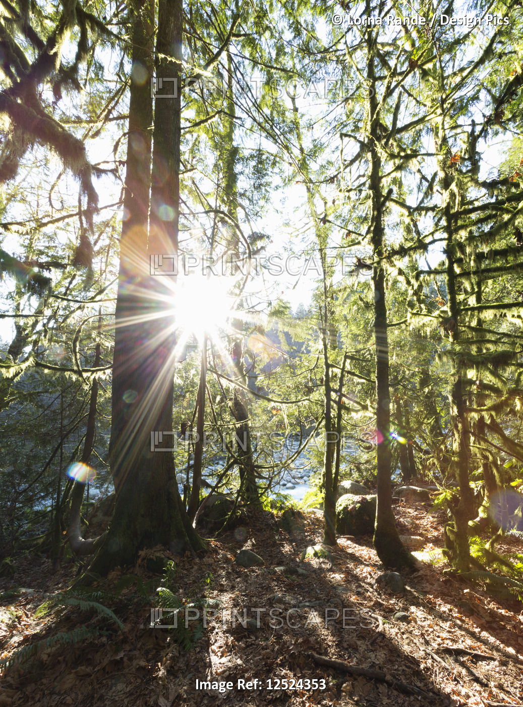 Sunburst through the forest in Lynn Valley Canyon, North Vancouver; Vancouver, ...