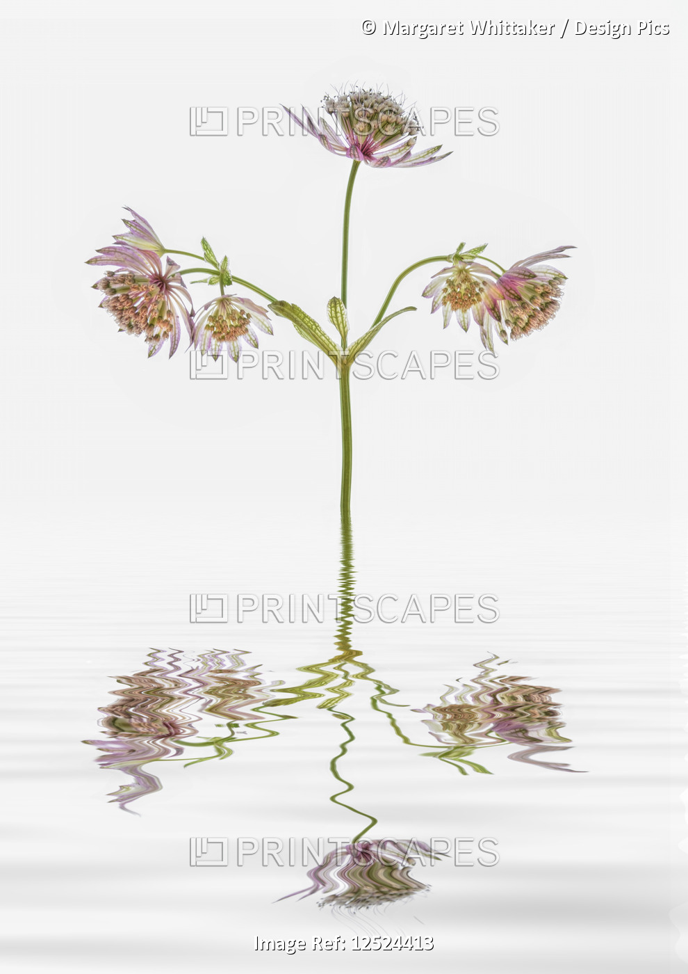 Astrantia flowers reflected in water