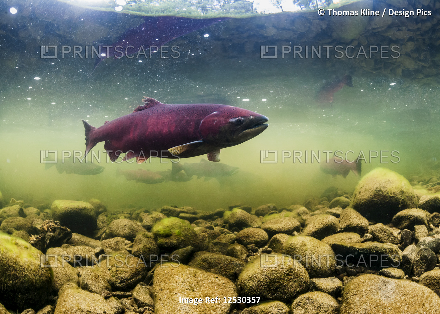 Chinook Salmon female prior to spawning
