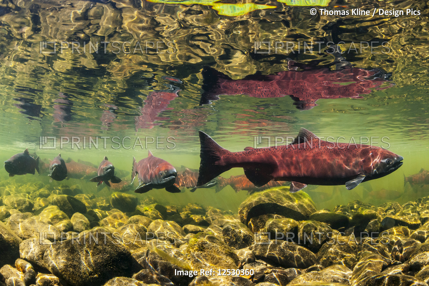 Chinook Salmon holding prior to spawning