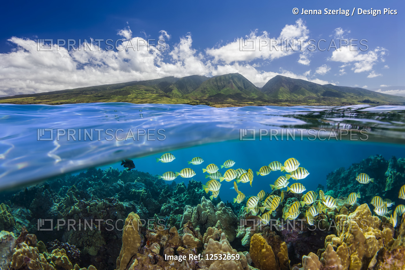 Split view of West Maui Mountains with reef fish; Maui, Hawaii, United States ...