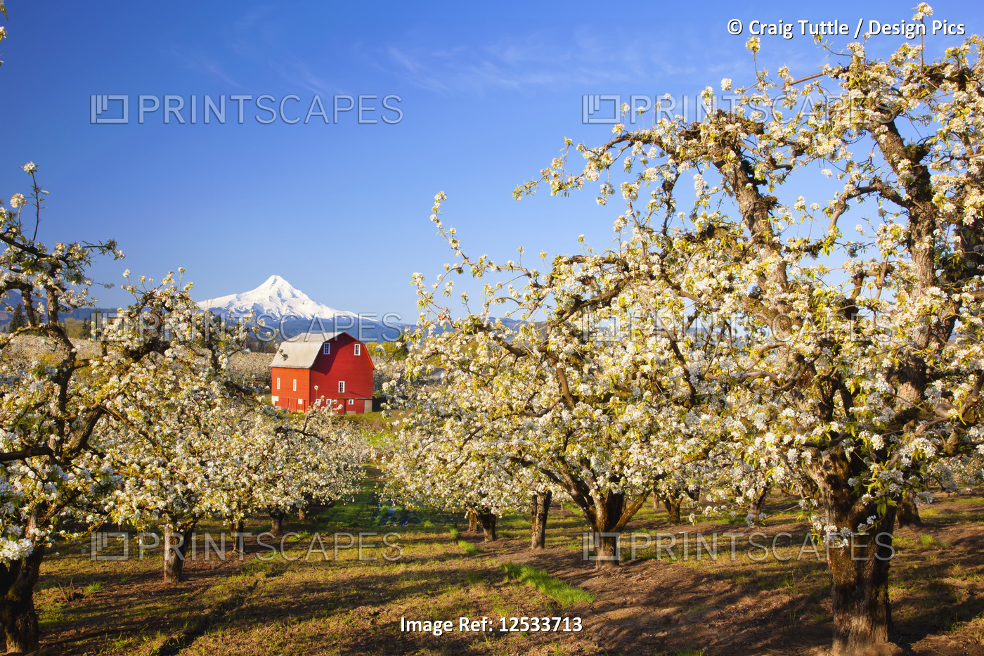 Sunrise over apple blossoms along Hood River Valley, Mount Hood, Columbia River ...