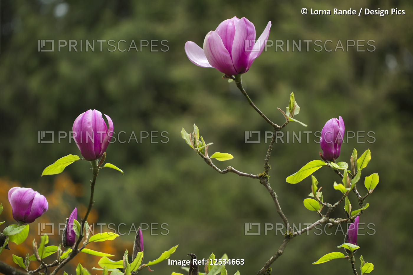 Pink flowers blossoming on a branch; Vancouver, British Columbia, Canada