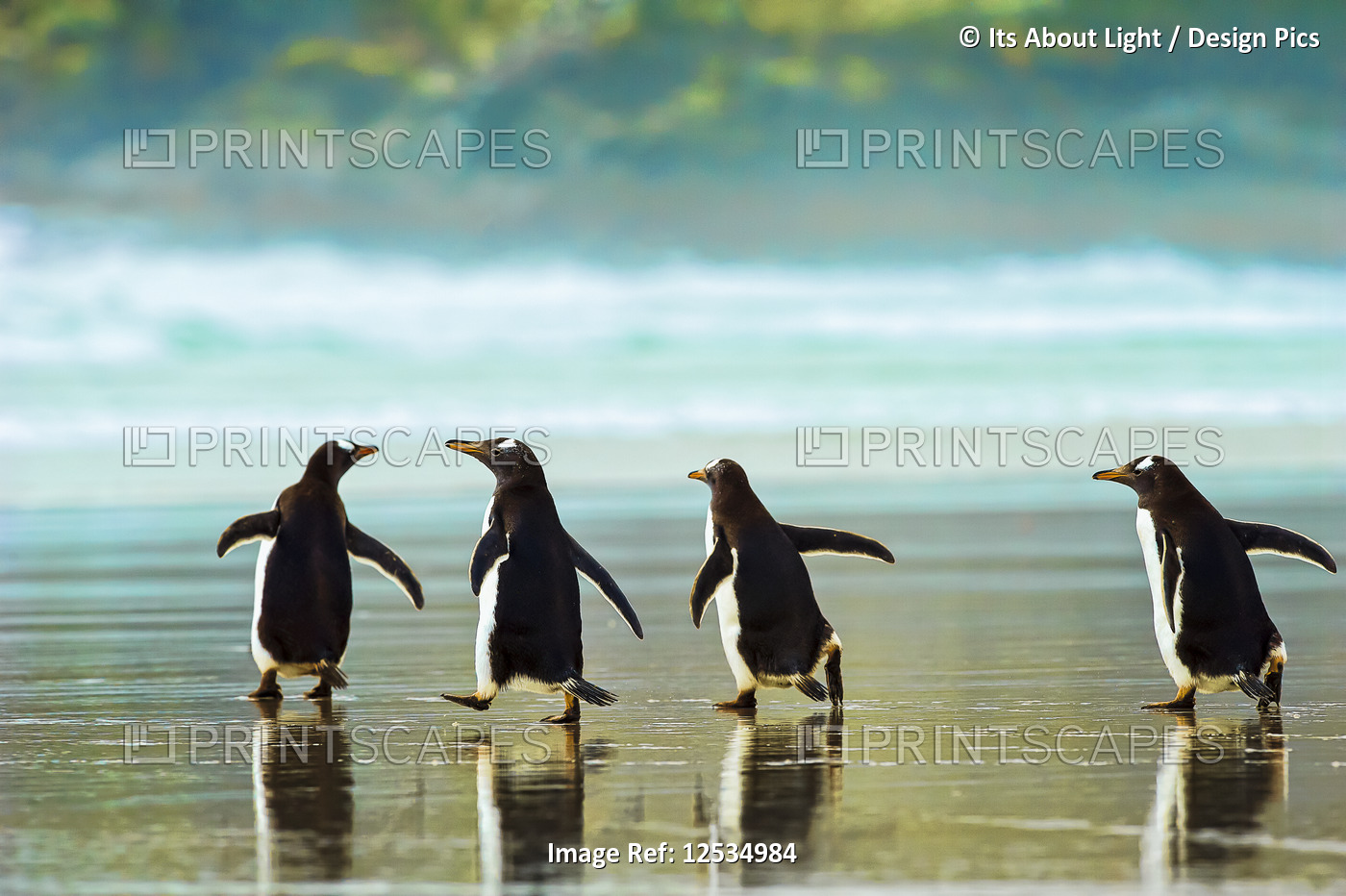 Gentoo penguins (Pygoscelis papua) walking on the wet sand, The Neck; Saunder's ...
