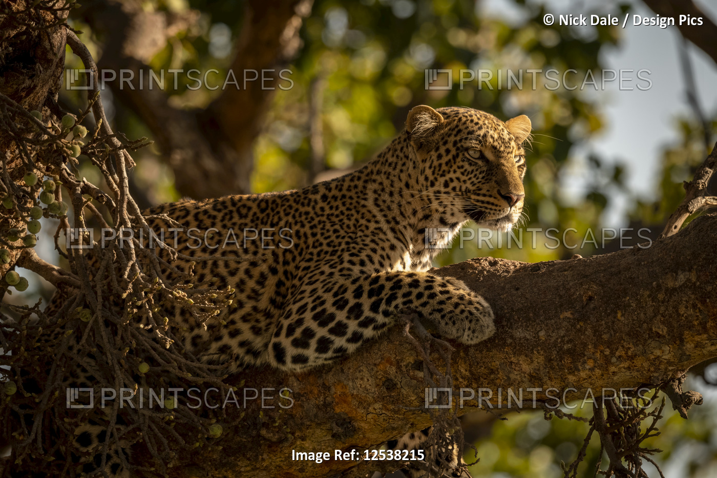 A leopard (Panthera pardus) lies on the branch of a tree with it's head up. It ...