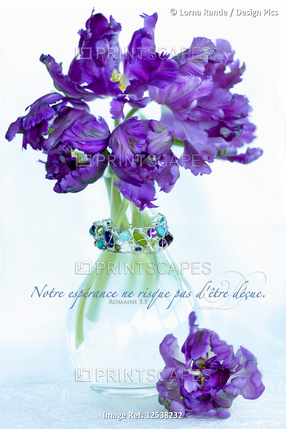 Purple tulips in a vase with Romans 5:5 scripture in French