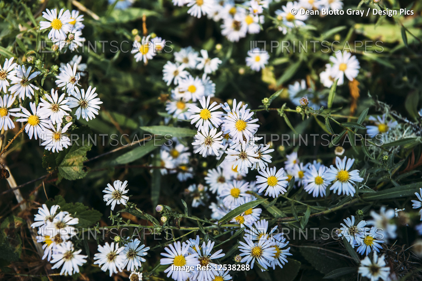 Close-up of blossoming wildflowers in Purisim Creek Redwoods; California, ...