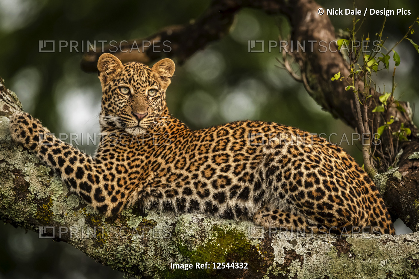 Close-up of leopard (Panthera pardus) lying on lichen-covered branch looking ...