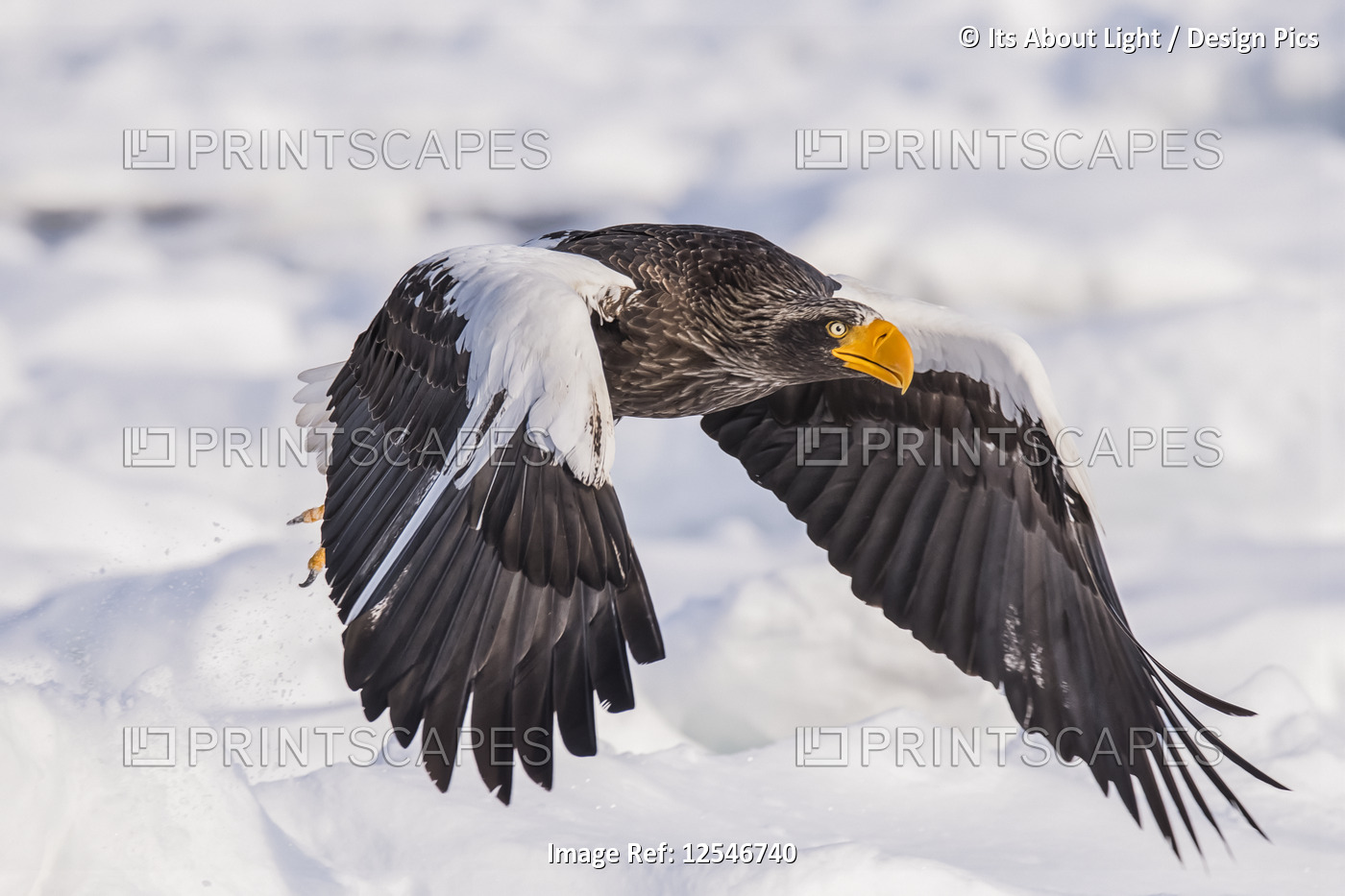 Stellar's sea eagle (Haliaeetus pelagicus) in flight over the ice and snow; ...