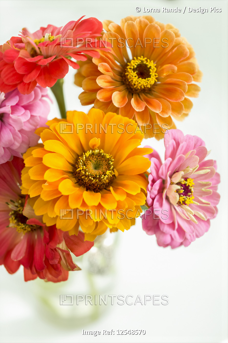 Colourful bouquet of zinnia flowers