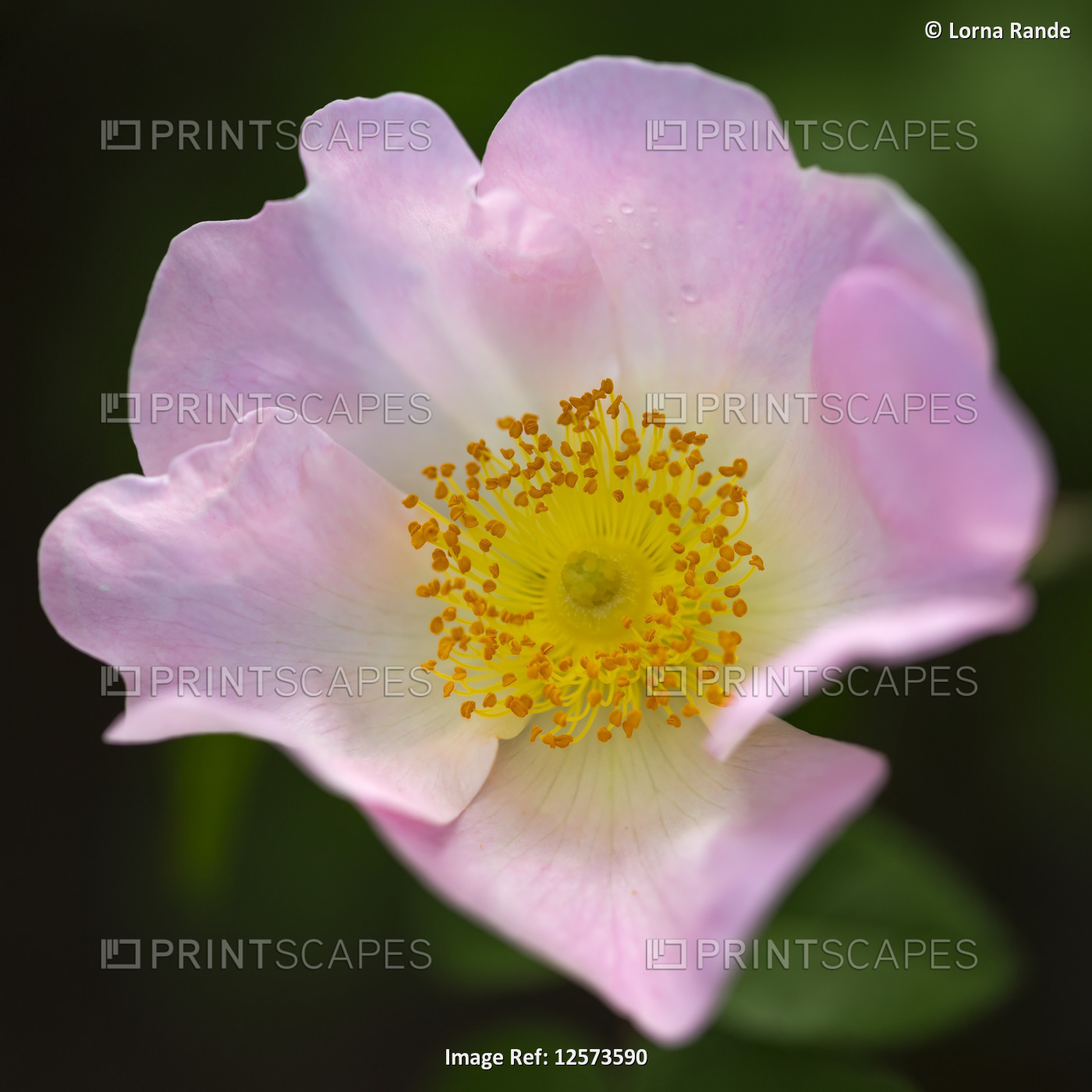 Pink flower with yellow centre in bloom; VanDusen Gardens; Vancouver, British ...