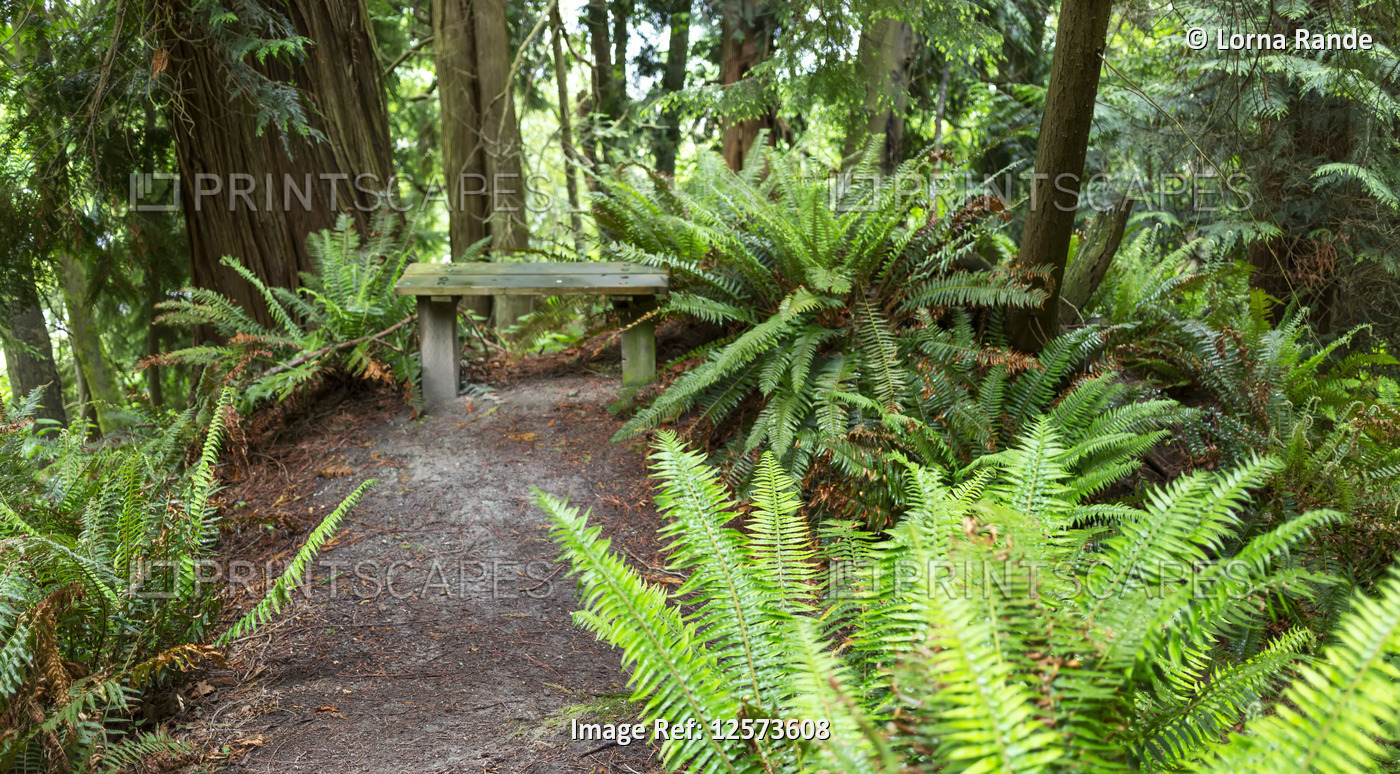 Ferns and trees along the Dorothy Cleveland Trail at Possession Point; Whidbey ...