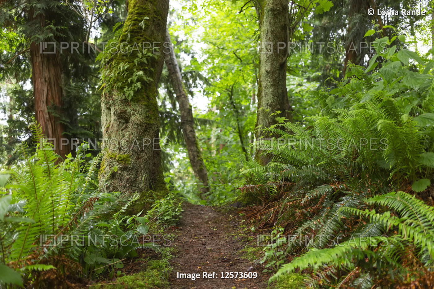 Ferns and trees along the Dorothy Cleveland Trail at Possession Point; Whidbey ...