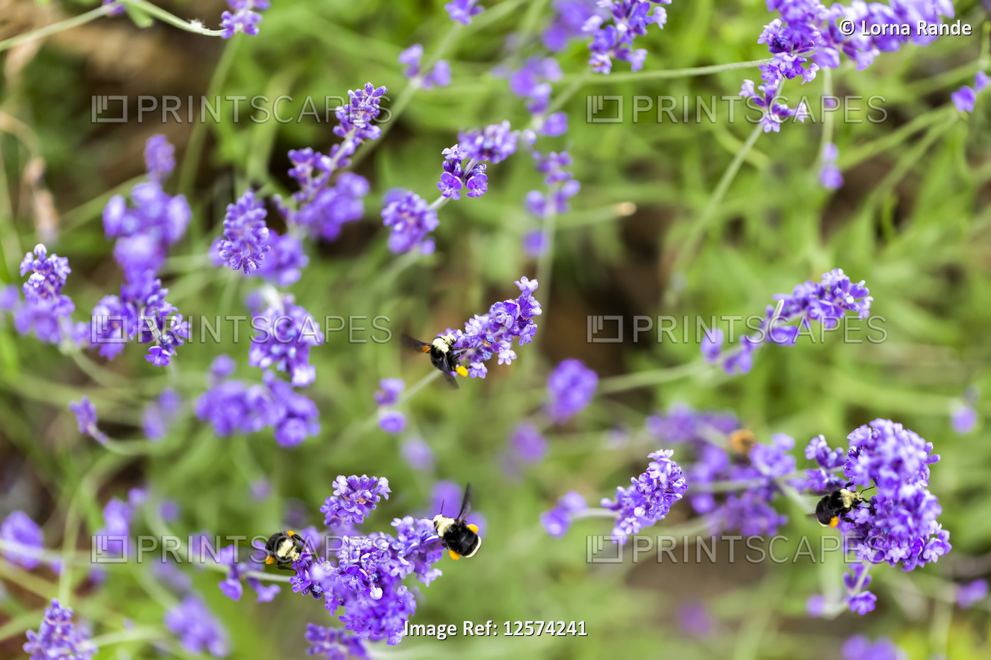 Bees on a blossoming plant, North Vancouver; Vancouver, British Columbia, Canada
