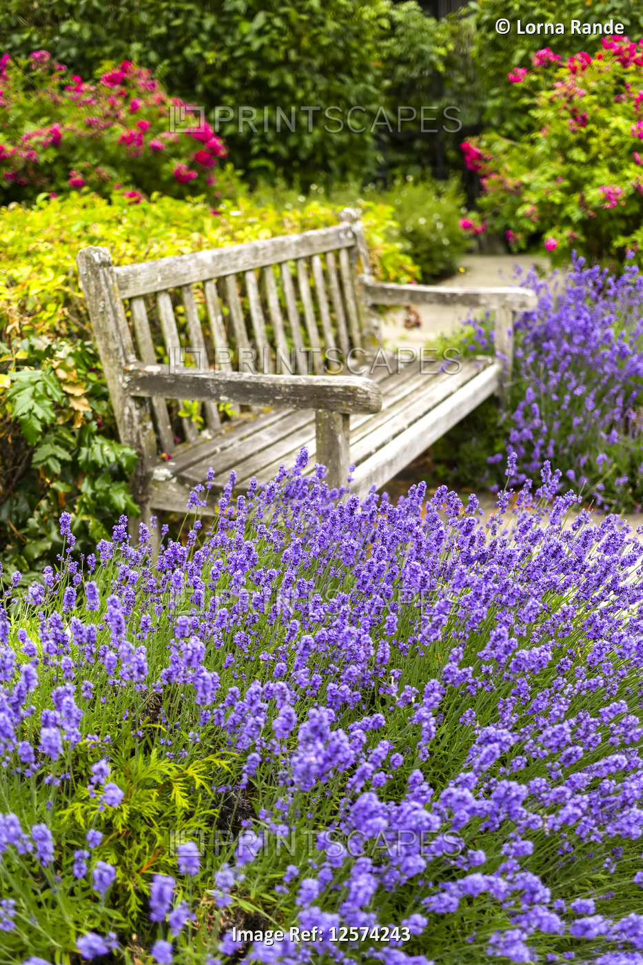 A wooden bench sits among blossoming plants, North Vancouver; Vancouver, ...