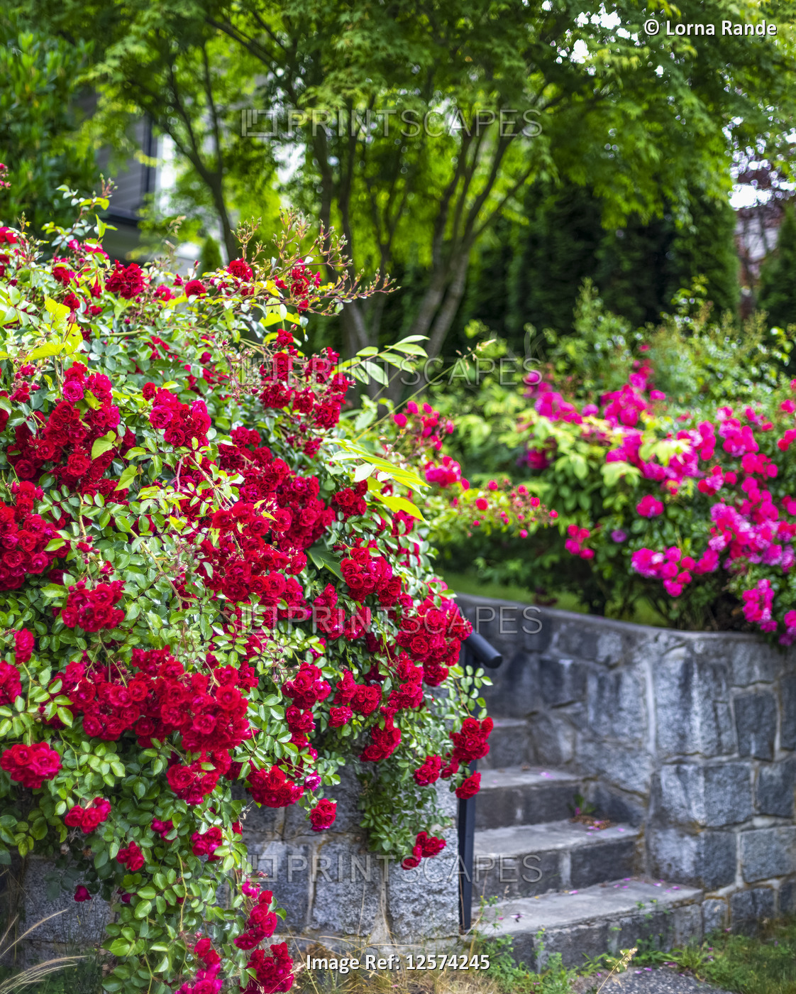 Garden area with stone steps and bright blossoming flowers in North Vancouver; ...