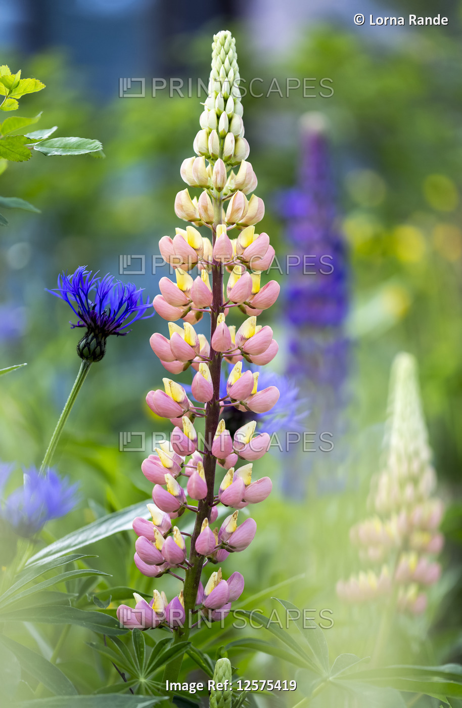 Lupines (Lupinus) in bloom in a garden; Field, British Columbia, Canada