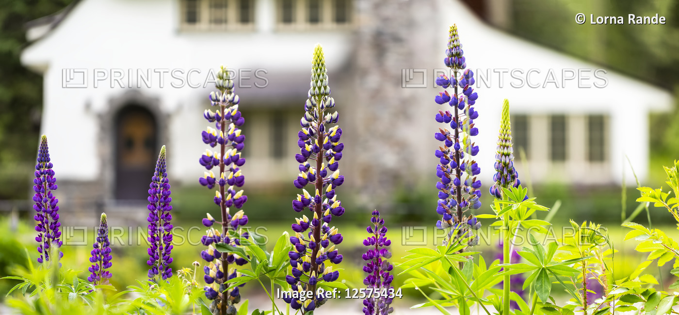 Lupines (Lupinus) in bloom with the Superintendent's Residence in the ...