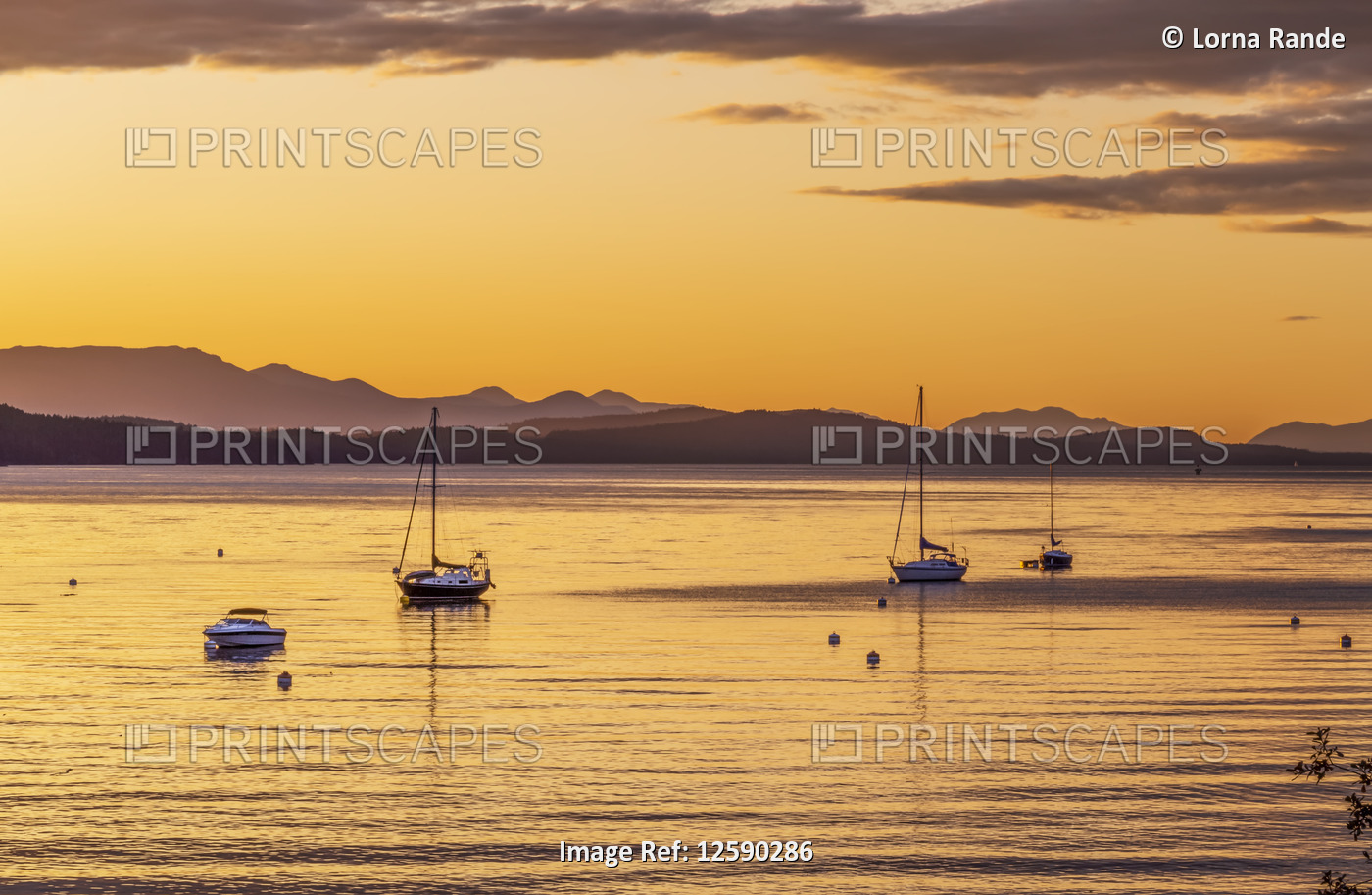 Sailboats moored at sunset with the golden sunlight reflecting on the tranquil ...