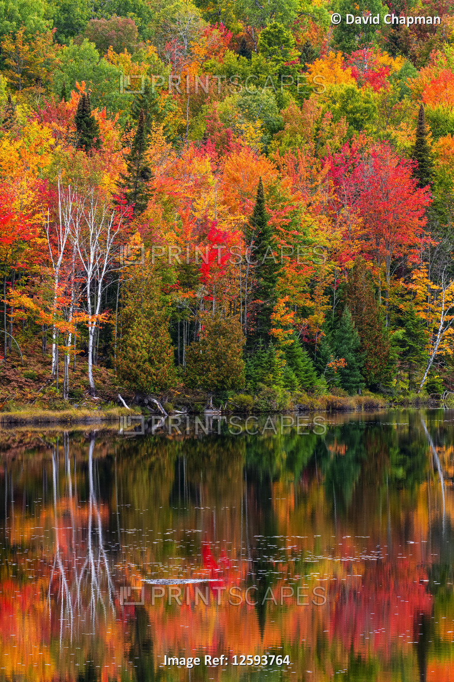 Vibrant autumn coloured foliage in a forest along a tranquil lake reflecting ...