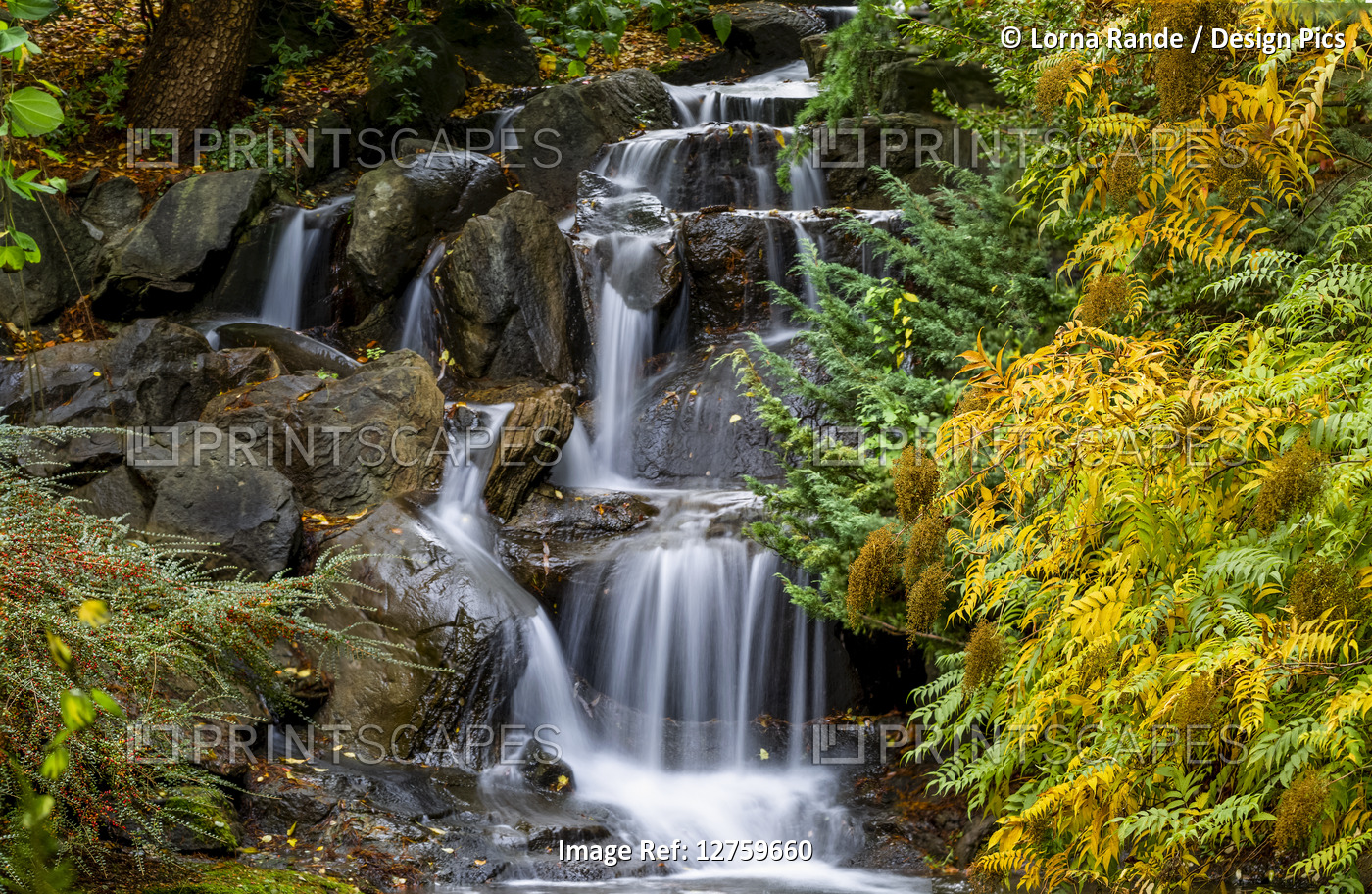 Water cascades over rocks and the foliage on trees in autumn colours, VanDusen ...