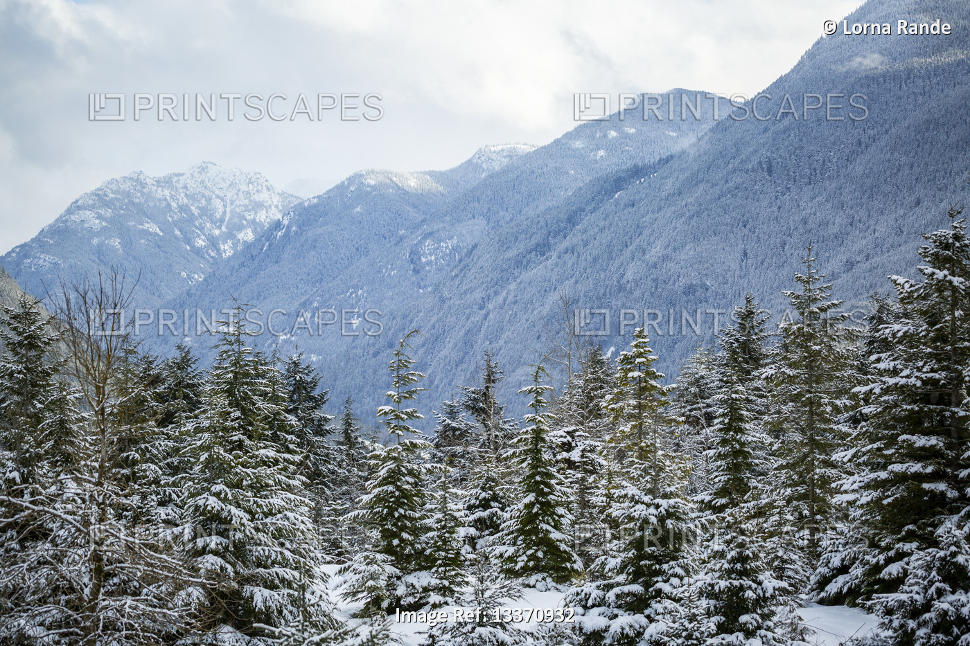 Snowy coniferous forest in the Rocky Mountains, driving the Hope-Princeton ...