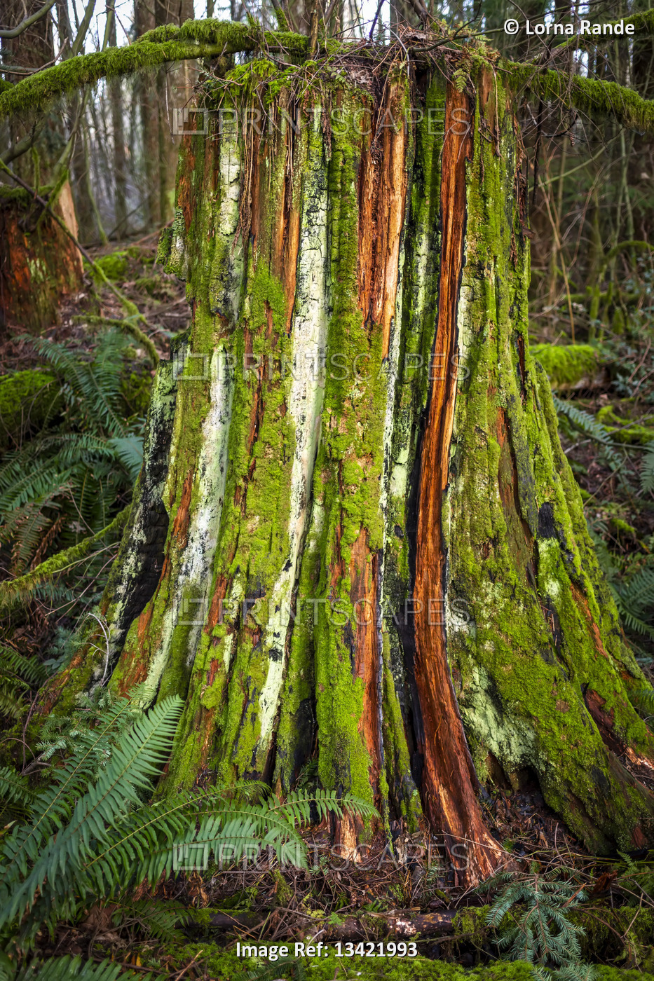 A moss-covered tree trunk in Green Timbers Forest; Surrey, British Columbia, ...