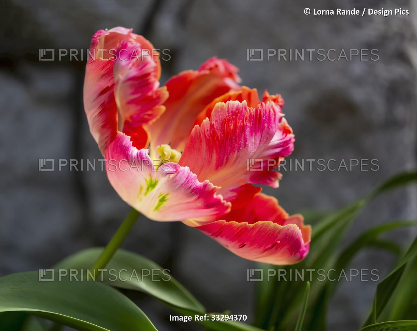 Close-up of bright pink parrot tulip (Tulipa ×gesneriana Parrot Group) in the ...