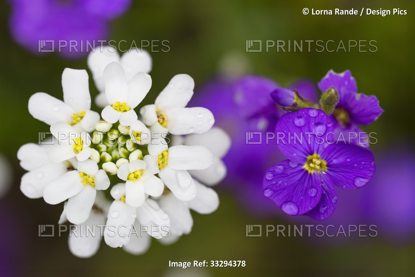 Close-up of beautiful white flower head and purple violets in springtime; North ...