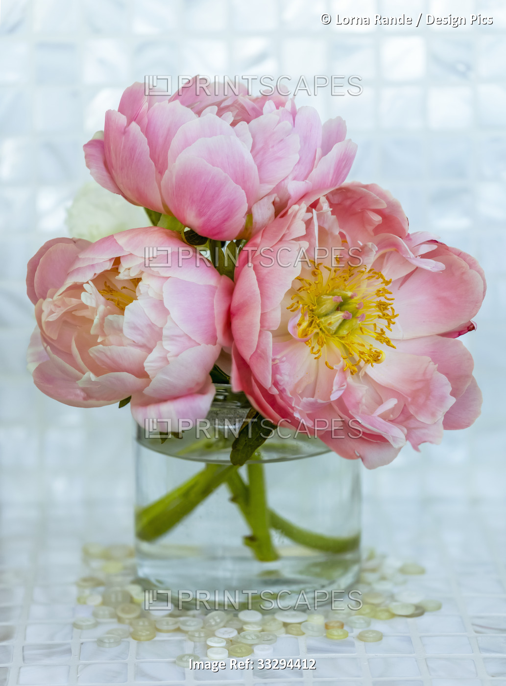 Close-up bouquet of three pink peonies (Paeonia) in a glass vase; Surrey, ...