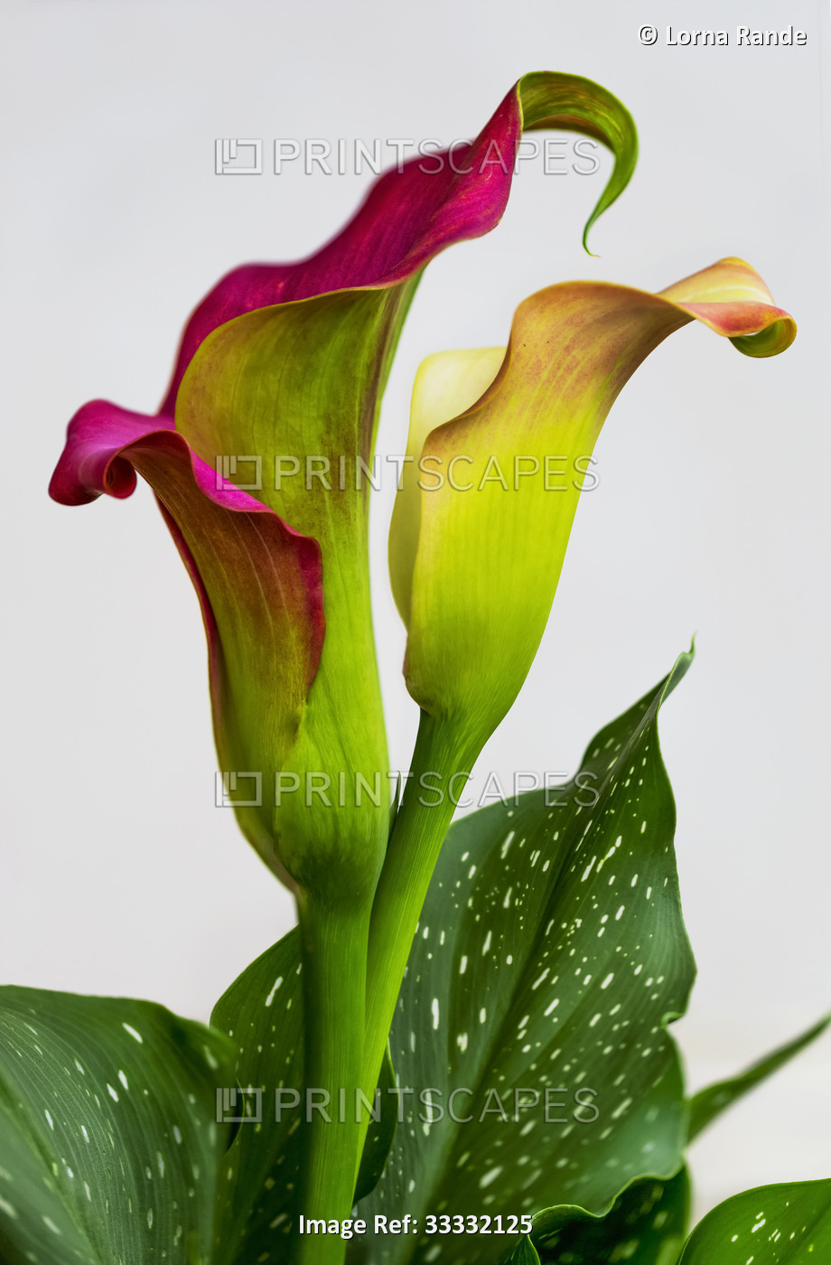 Calla Lily plant in bloom against a white background; Studio
