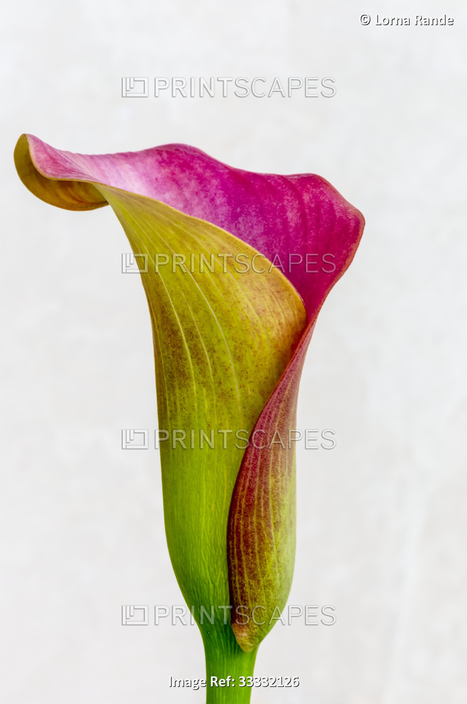Calla Lily plant in bloom against a white background; Studio
