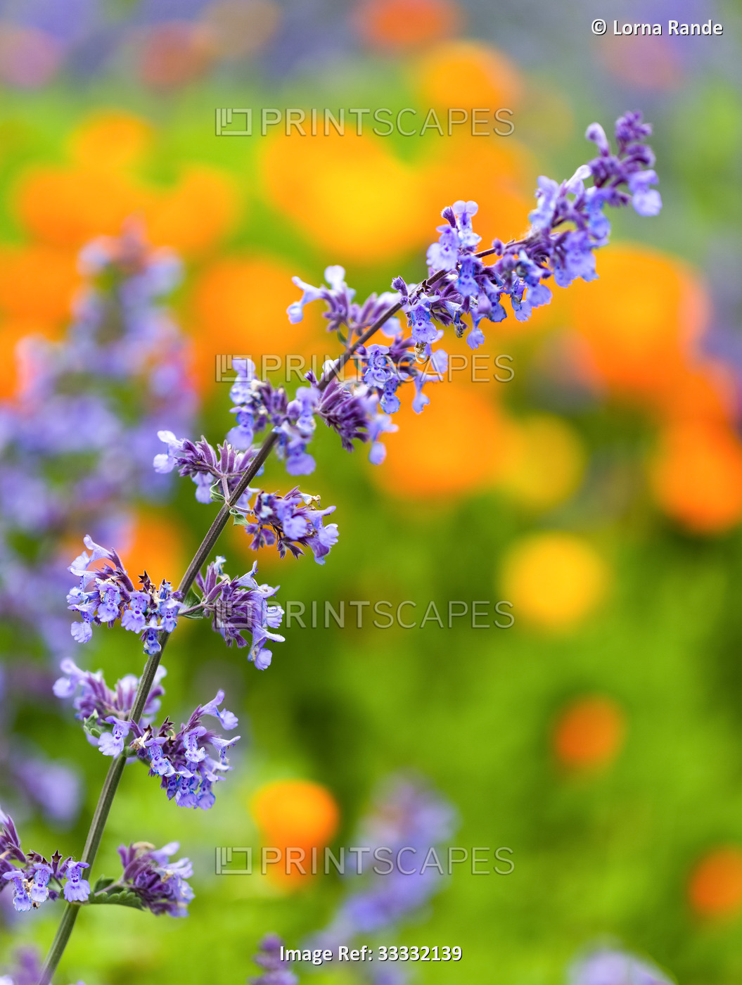 Blossoming plant with delicate purple flowers along the stem, bokeh background, ...