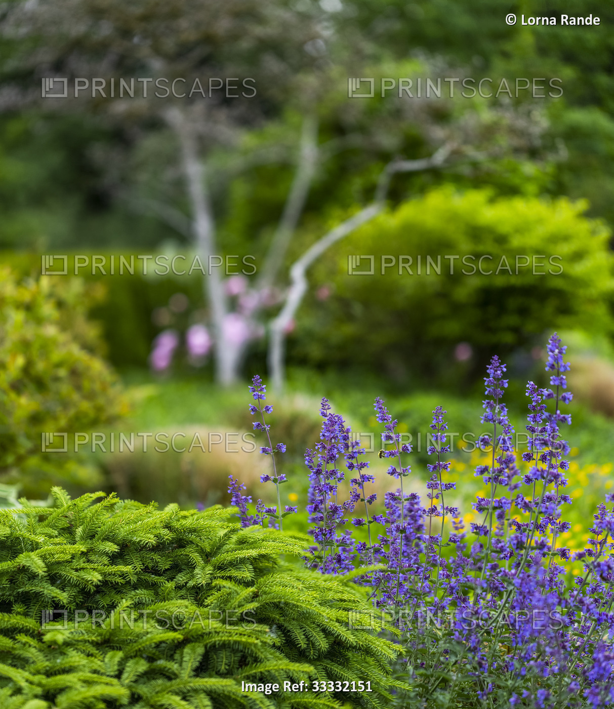 Shrubs and purple flowers in Fleetwood Public Park in Surrey; British Columbia, ...