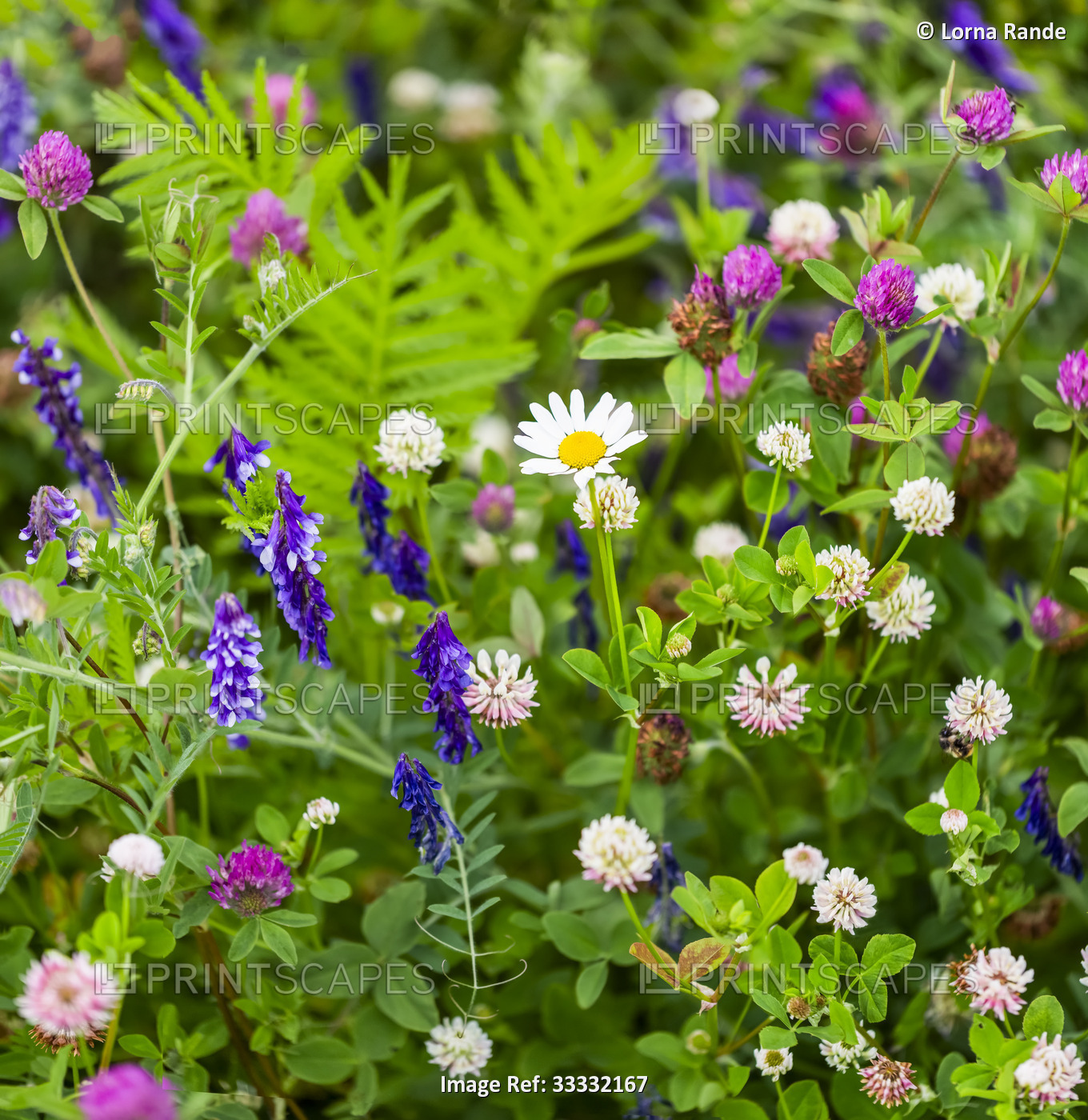 Wildflower meadow; Surrey, British Columbia, Canada