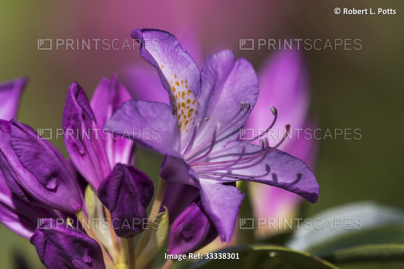 Purple rhododdendron blossoms bloom in an Oregon flower garden; Astoria, ...