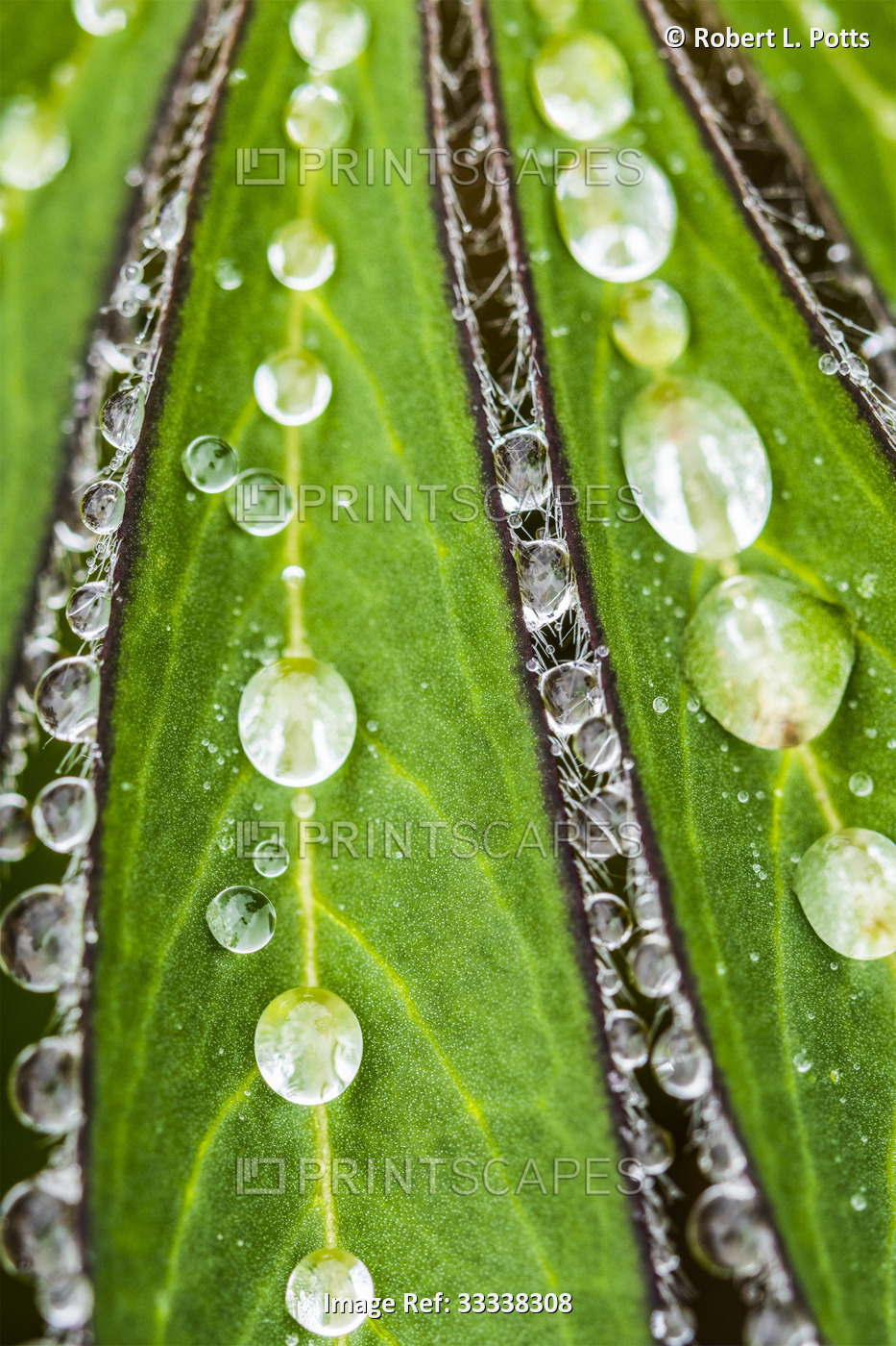 Moisture beads up on lupine leaflets (Lupinus) in an Oregon garden; United ...
