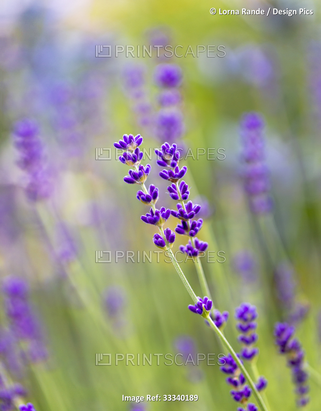 Close-up of lavender plants in a garden with a blurred background; North ...