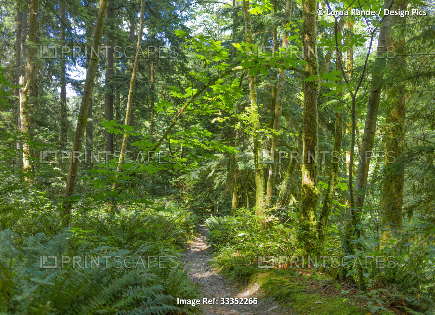 Lush green foliage along a trail, Forest Walk; Burnaby, British Columbia, Canada