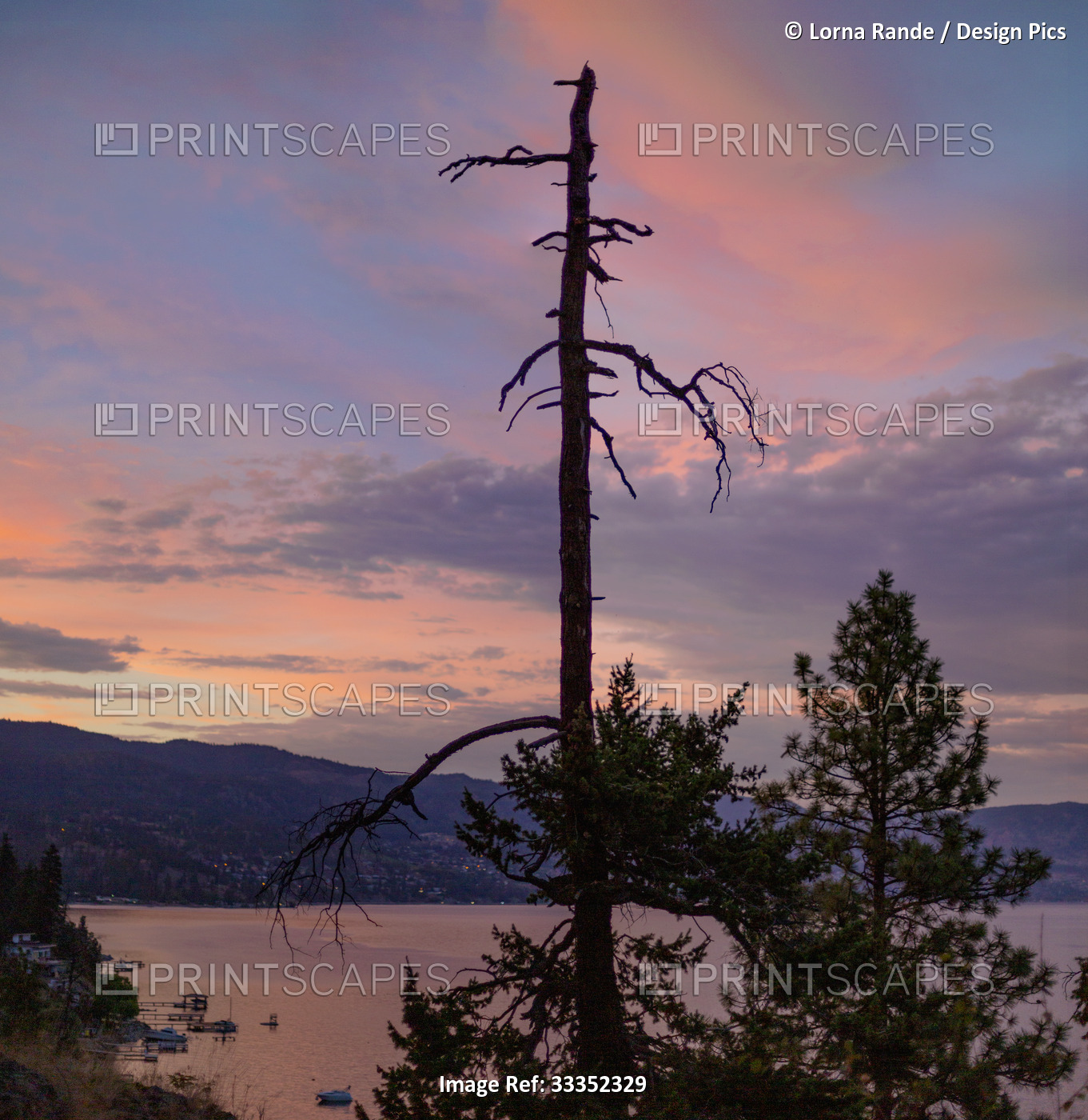 Okanagan Lake at sunset with silhouetted trees in the foreground and tiny ...