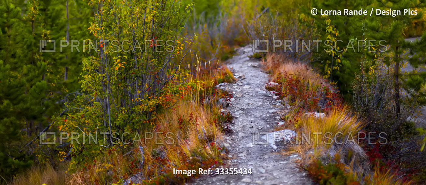 A tranquil stream flowing through a colourful woodland in Myra Canyon in ...