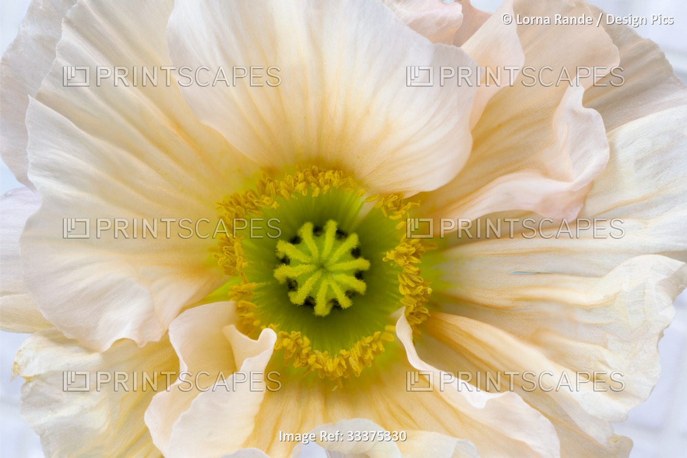 Extreme close-up and detail of a white poppy in bloom; Surrey, British ...