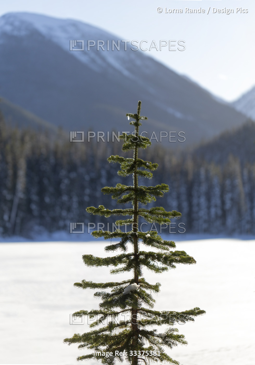 Evergreens in the mountains of E.C. Manning Provincial Park; British Columbia, ...