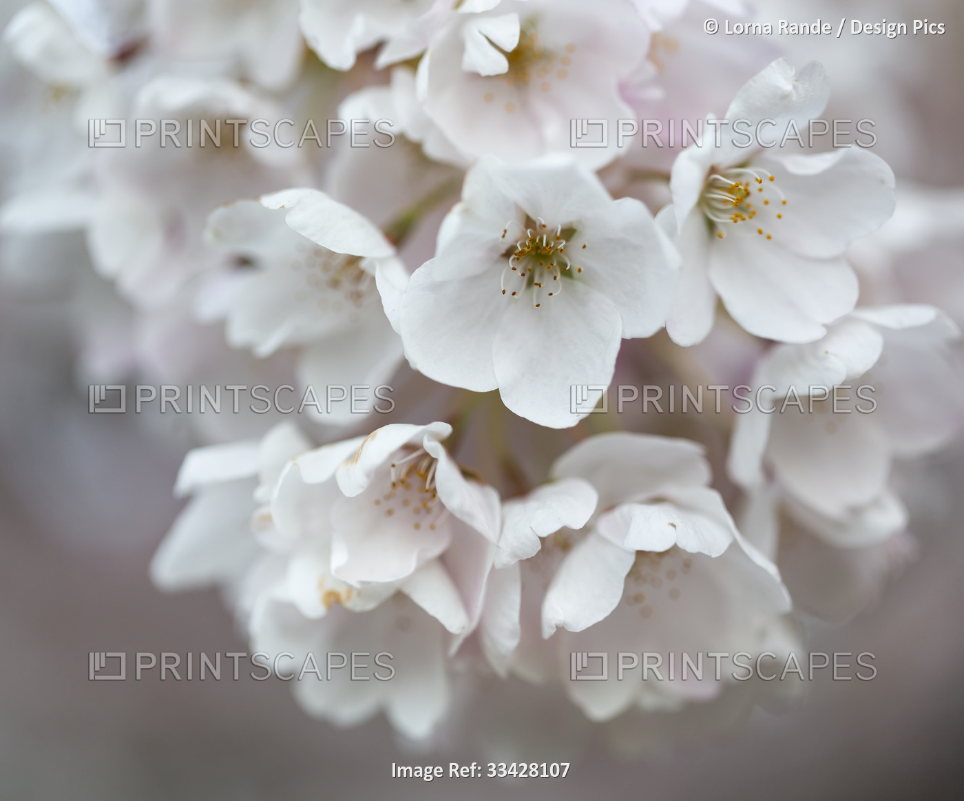 Cherry blossoms in springtime in Stanley Park, Vancouver, BC, Canada; ...