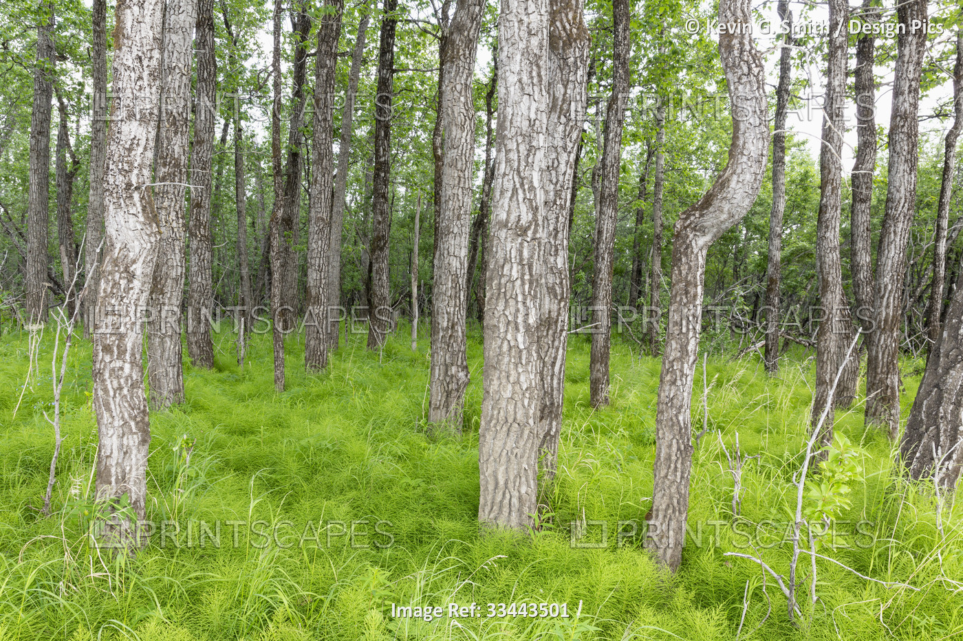 Trees and lush grass growing on a forest floor; Mountain Village, Alaska, ...