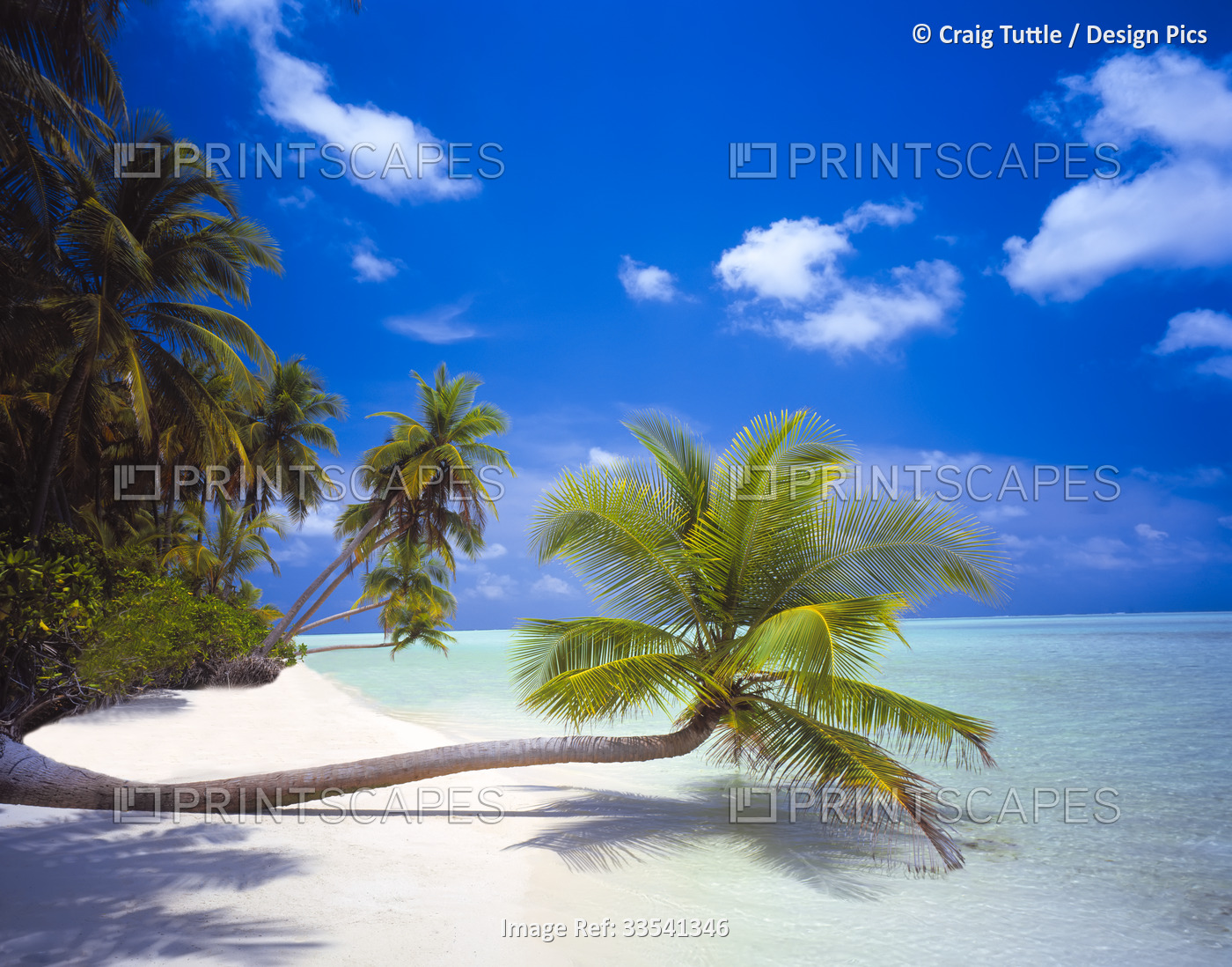 Palm trees leaning out from the white sand beaches over the clear turquoise ...