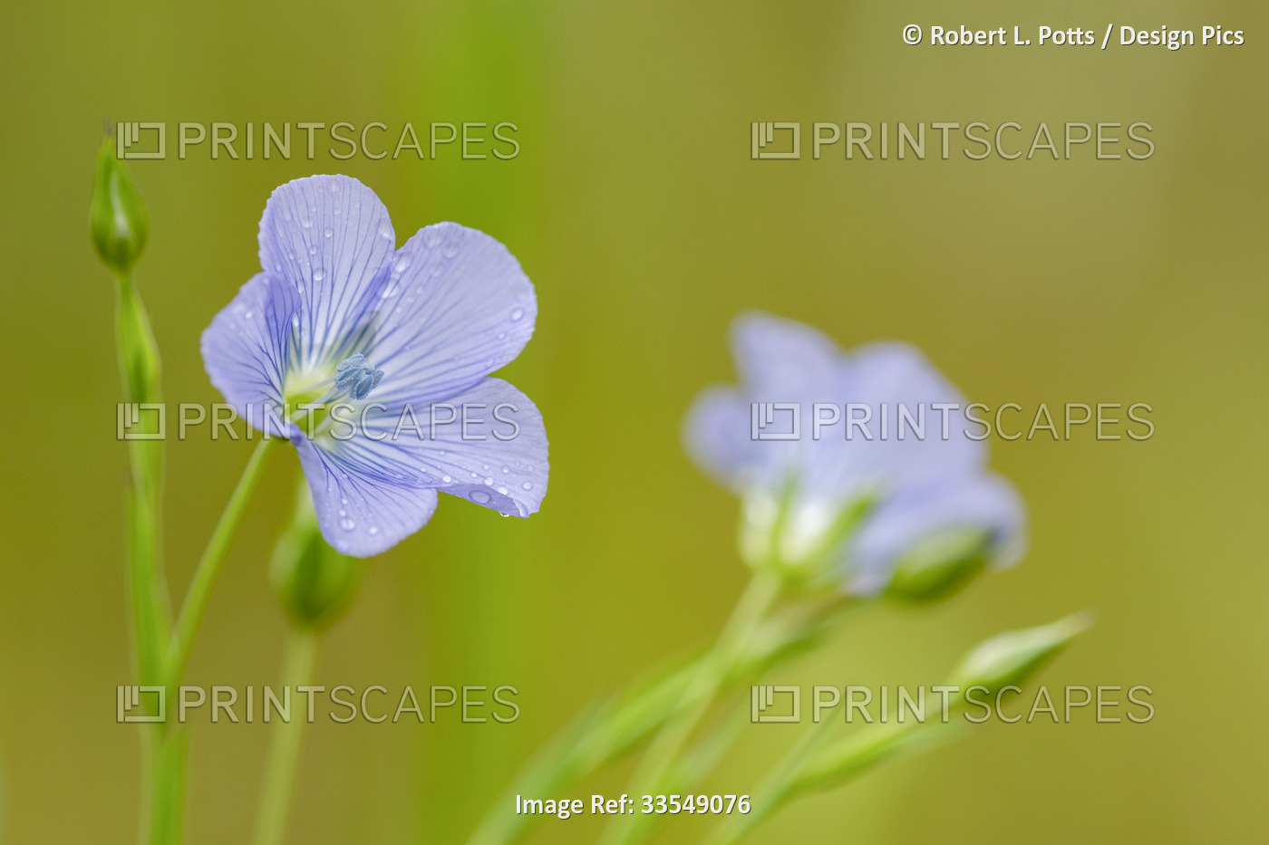 Blue Flax (Linum lewisii) blooms in an Oregon flower garden; Astoria, Oregon, ...