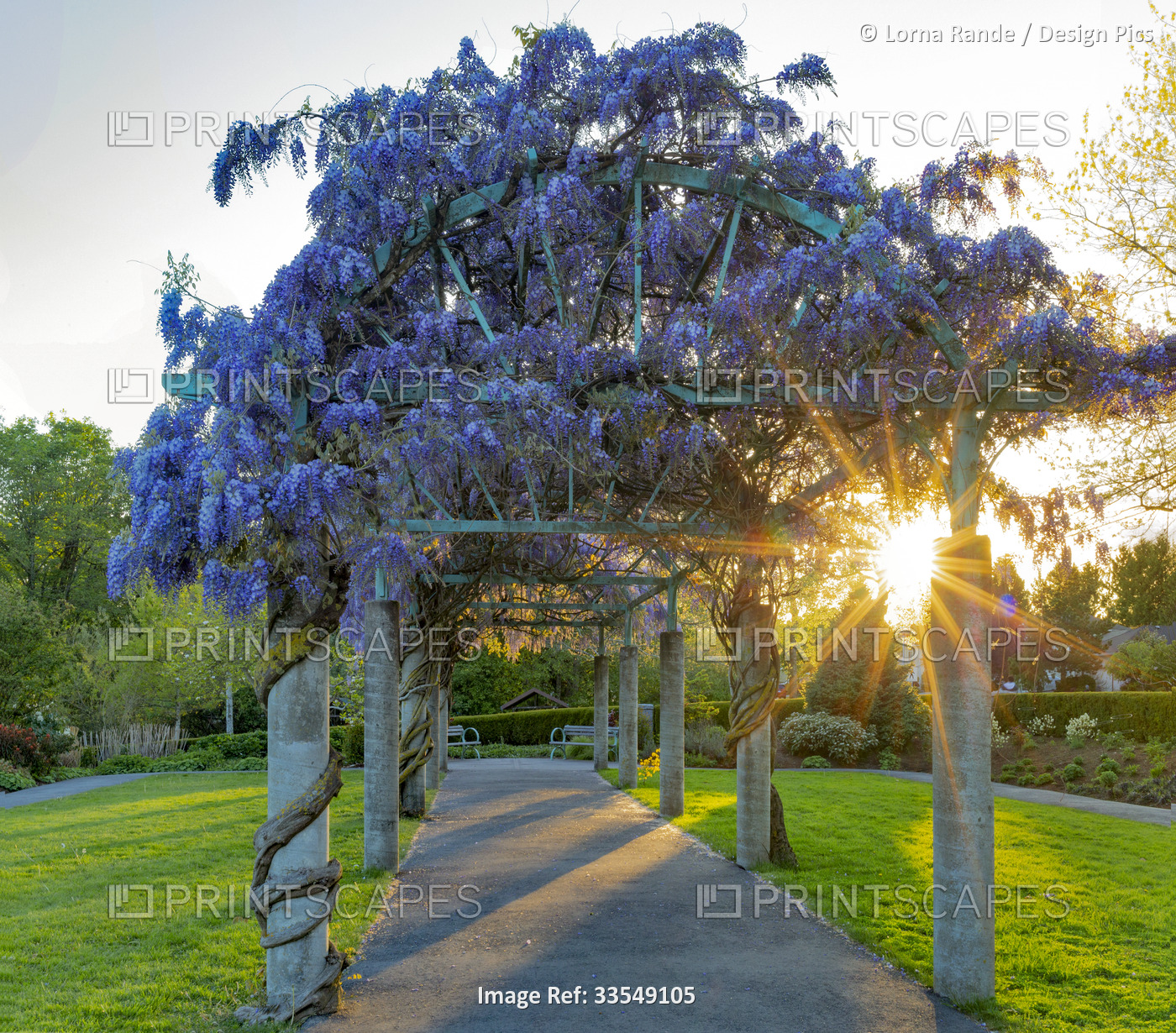 Wisteria growing on a pergola with a sunburst at sunset, Fleetwood Park ...